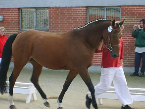 Dansk Varmblod Cheri,  død ;( billede 2