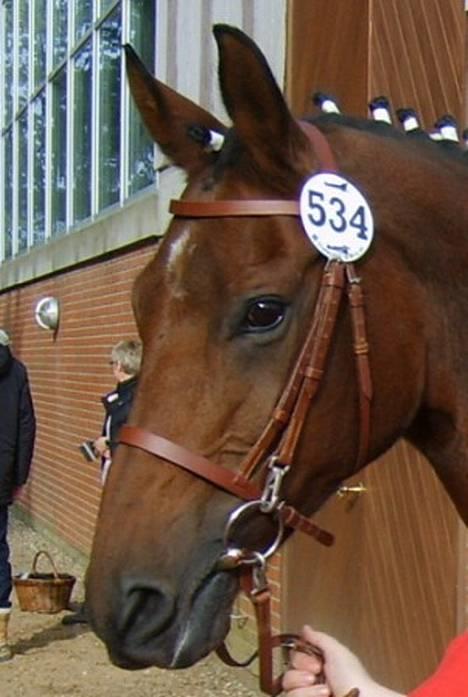 Dansk Varmblod Cheri,  død ;( billede 3