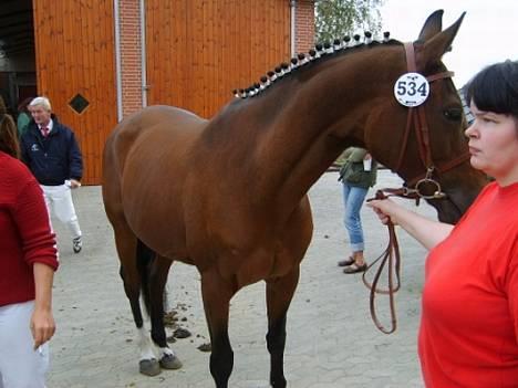 Dansk Varmblod Cheri,  død ;( billede 4