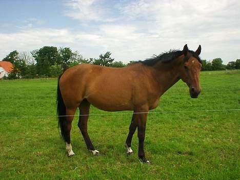 Dansk Varmblod Cheri,  død ;( billede 5