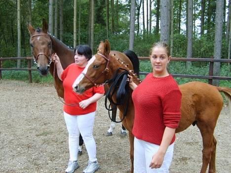 Dansk Varmblod Cheri,  død ;( billede 6