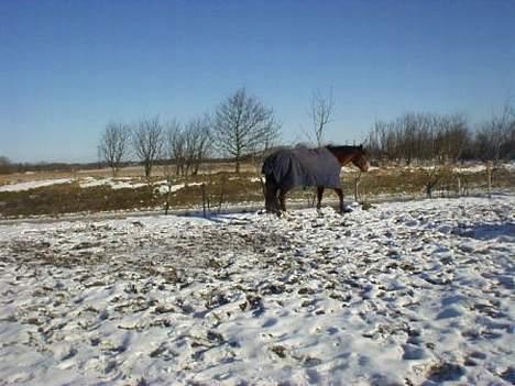 Dansk Varmblod Cheri,  død ;( billede 7