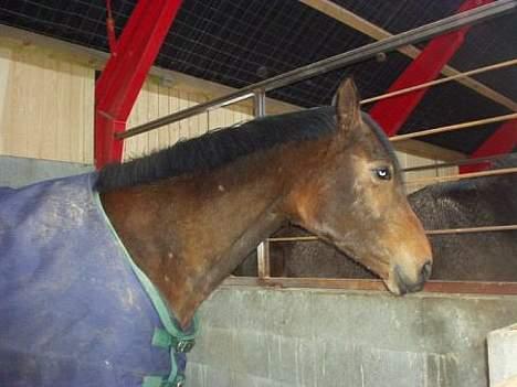 Dansk Varmblod Cheri,  død ;( billede 8