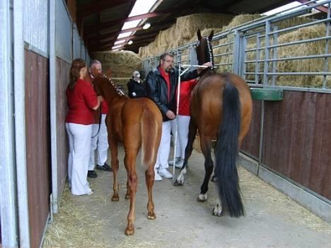 Dansk Varmblod Cheri,  død ;( billede 9