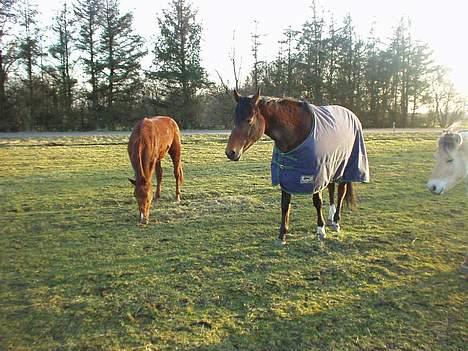 Dansk Varmblod Cheri,  død ;( billede 10