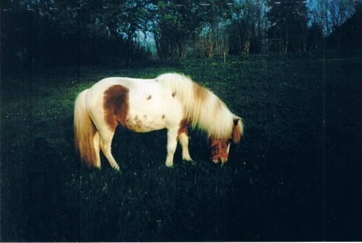 Anden særlig race Tronde (R.I.P.) - Tronde, den dejlige gamle pony!! Savner hende meget! :´( billede 1