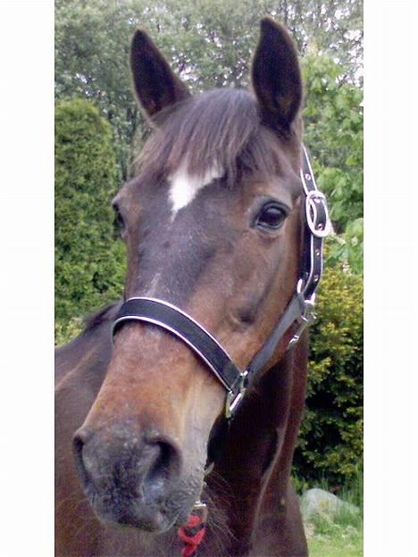 Traver Hilde Knab †060706† - Min smukke Hilde - 27/5-06 billede 1