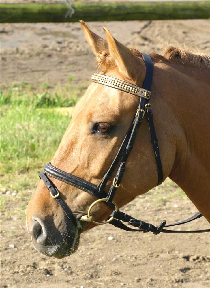 Anden særlig race Jackie - * Solgt * - Stævne.  billede 1