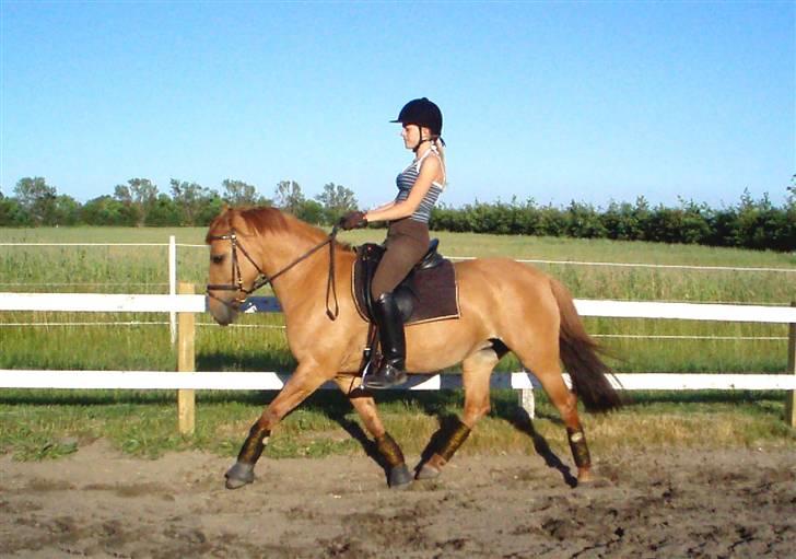 Anden særlig race Jackie - * Solgt * - 19/6  Trav.  billede 2