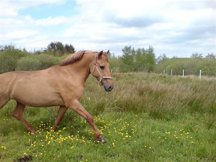 Anden særlig race Jackie - * Solgt * - På fold . :)  billede 4