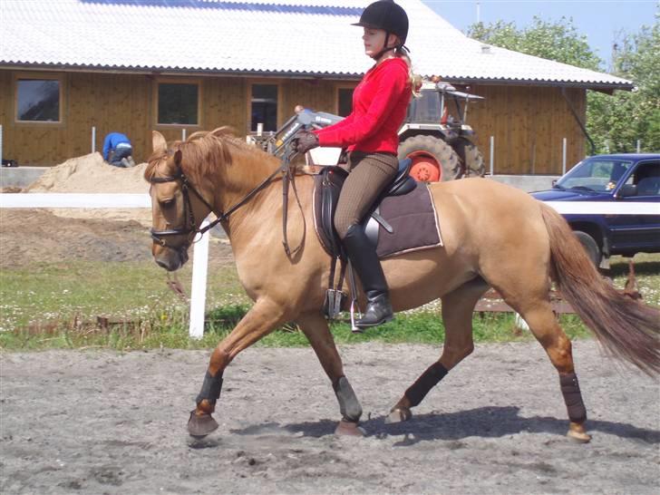 Anden særlig race Jackie - * Solgt * - På den udendørs ridebane i LERK<3  billede 6