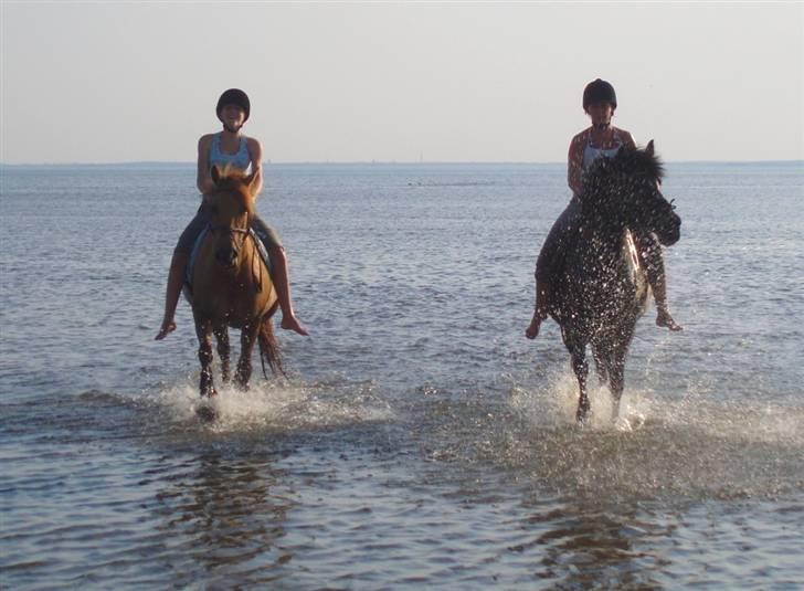 Anden særlig race Jackie - * Solgt * - mig & Jackie og Sofie & Laban ved stranden . R.I.P. Laban  billede 7