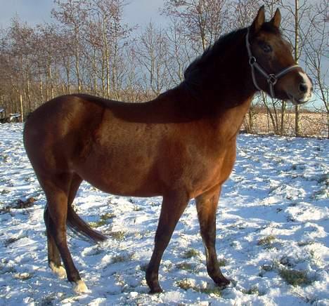 New Forest Starlight (solgt) - Starlight på fold vinteren 2004 billede 5