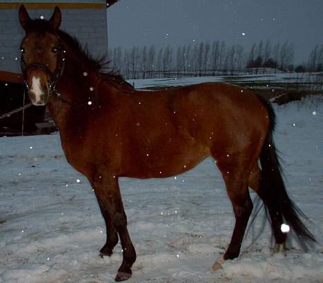 New Forest Starlight (solgt) - Starlight på vej i ridehuset vinteren 2004 billede 7