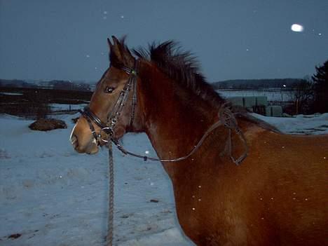 New Forest Starlight (solgt) - Ingen et billede fra vinteren 2004 billede 8