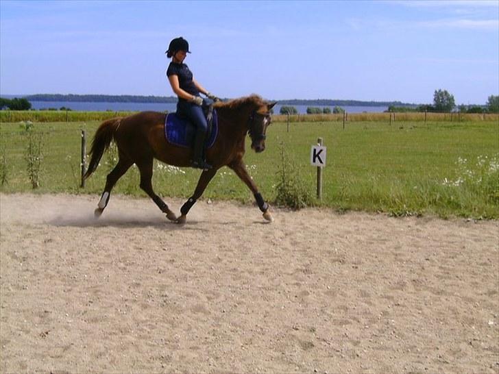 Tysk Sportspony Happy Hour ??250291-010714?? billede 4