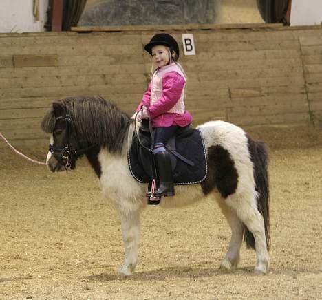 Shetlænder Prins Ludwig (solgt) - Her rider min søster Stephanie billede 2