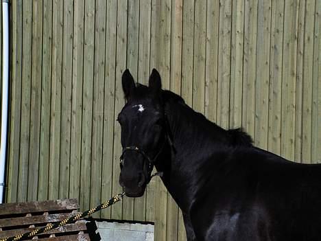 Oldenborg Moonlight Shadow *SOLGT* - se mor hvor flot jeg kan stå... billede 6