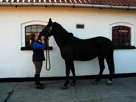 Oldenborg Moonlight Shadow *SOLGT* - jubii... en mysser af "mor".. der er ikk noget bedre... ;) billede 8