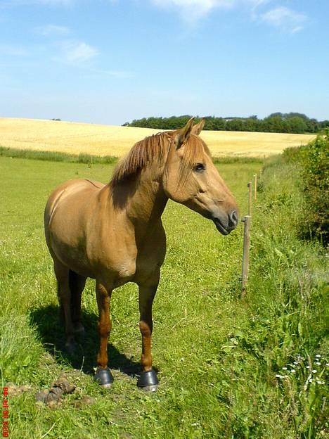 Anden særlig race Jackie - * Solgt * - Jackie på fold.. <33´  billede 17