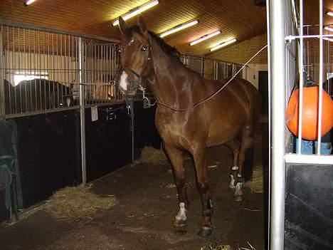 Dansk Varmblod Zidane billede 1