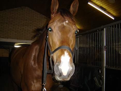 Dansk Varmblod Zidane billede 2