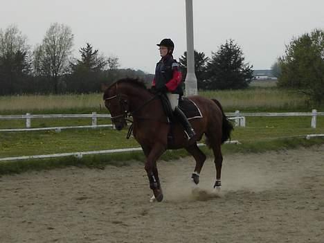 Dansk Varmblod Zidane billede 3