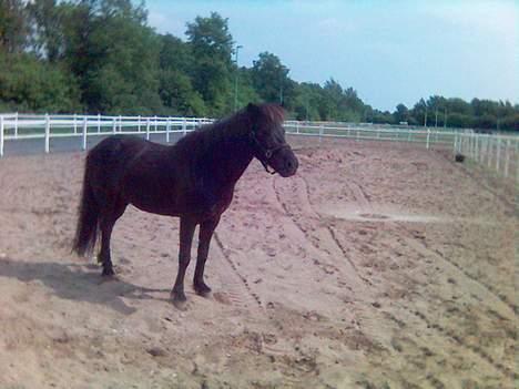 Islænder Mysla (SOLGT) - Vi har netop sat Mysla af på Stutteri Störtal i Tyskland, hvor hun skal bo hele sommeren - og bolles tyk af Stigur :) billede 2