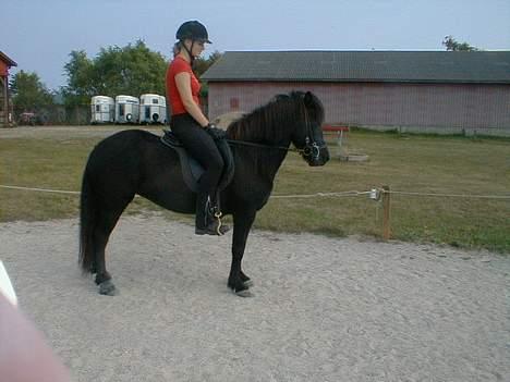 Islænder Mysla (SOLGT) billede 3