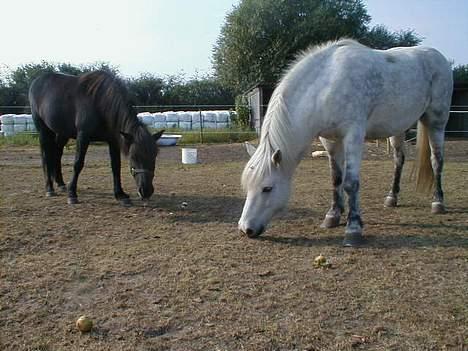 Islænder Mysla (SOLGT) billede 4