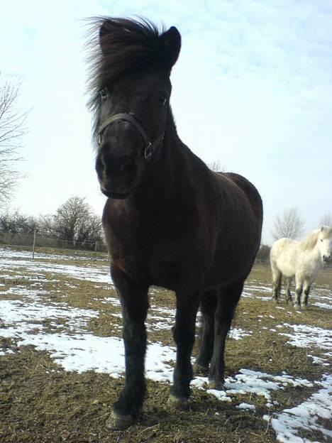 Islænder Mysla (SOLGT) billede 5