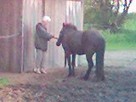 Islænder Mysla (SOLGT) - Her snakker Mysla lidt med min mormor - Mysla er MEGET nysgerrig billede 6
