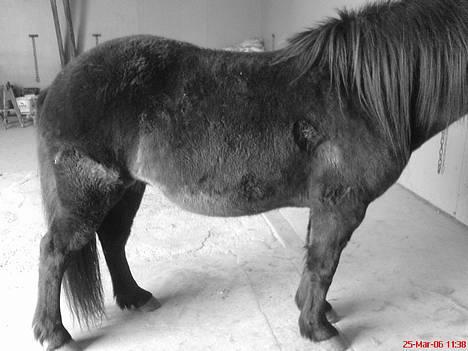 Islænder Mysla (SOLGT) - Nu begynder man rigtig at kunne se hendes dejlige følmave... Der er 2,5 måneder til hun skal fole :) billede 7