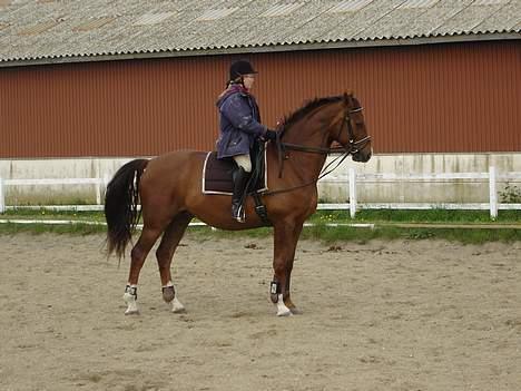 Dansk Varmblod Zidane billede 4