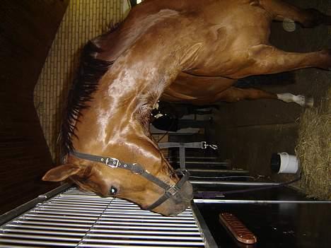 Dansk Varmblod Zidane billede 5