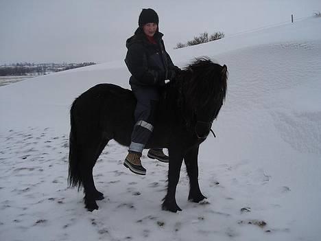 Islænder Krummi fra Støvbogård - Dejlig hest! Det er 2. gang han har rytter på:-) billede 8
