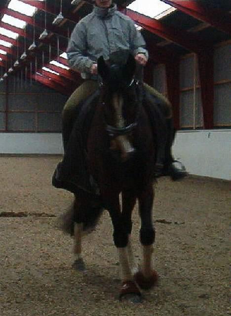 Holstener Lady Love(Tidligere part) - Lady til træning.. Lidt sløret.. (beklager) billede 10