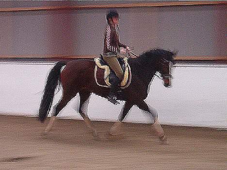 Holstener Lady Love(Tidligere part) - Lady traver,, Meget uskabt billede 11