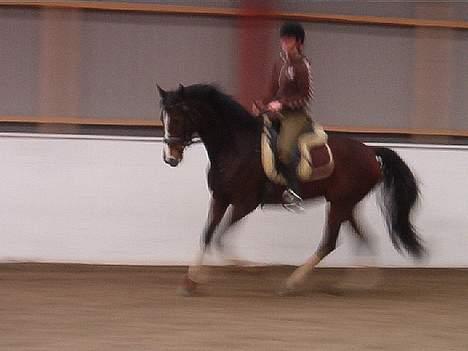 Holstener Lady Love(Tidligere part) - Lady i en galop.. (Uskarpt.. billede 13