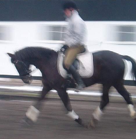 Anden særlig race Menta (tidligere part) - sløret... billede 13