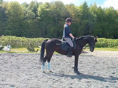 Anden særlig race Menta (tidligere part) billede 16