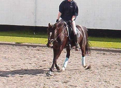 Anden særlig race Menta (tidligere part) billede 17