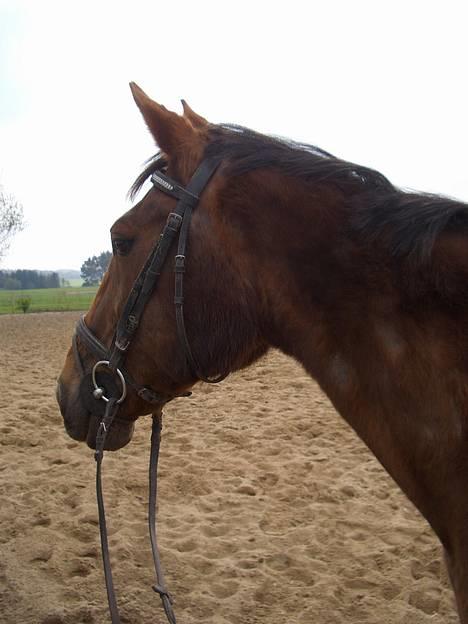 Traver Pam n s  •RIP• - Den flotte ude på banen.. Tag jer ikke af hun mangler pels hun har lige været syg! billede 3