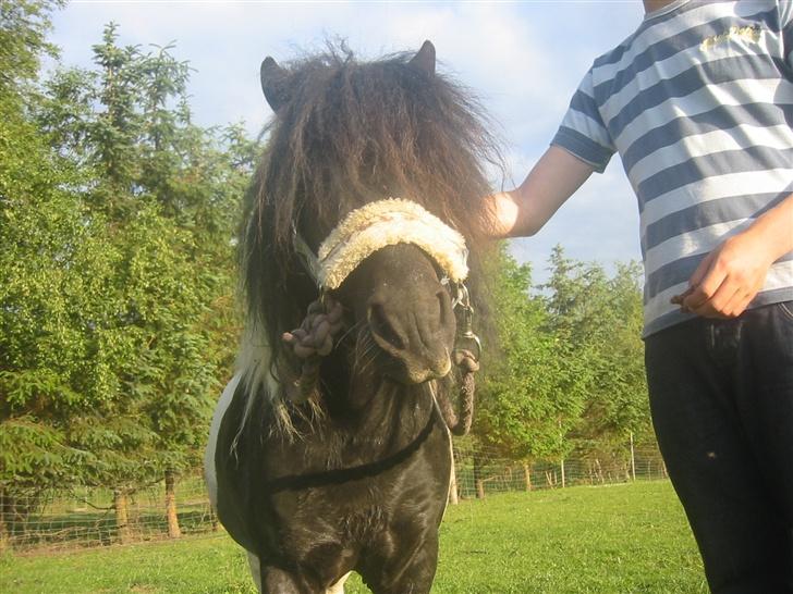 Shetlænder | Kærholms Indian  - Charmetrold! <3 Du er helt din egen ;) holder  mega meget af dig <3 billede 8