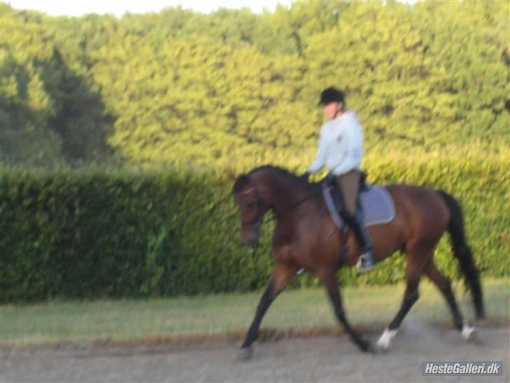 Oldenborg Miss Peri - træning på vilhelmsborg billede 4
