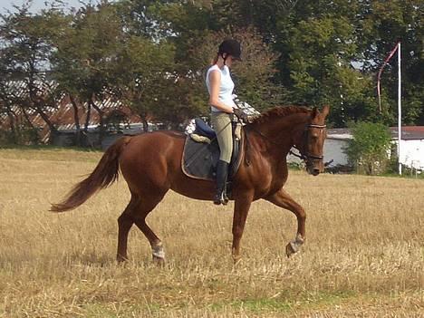 Frederiksborg Pearl FR 8099 •RIP• - nr. 4 Dressur billed, her går den skønne fandme godt..!<3 billede 5