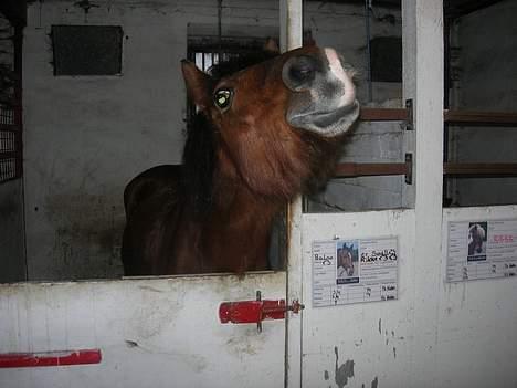 Anden særlig race Baloo  - har du noget jeg kan spise?? billede 14