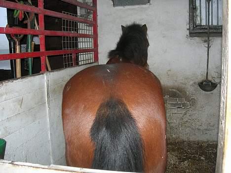 Anden særlig race Baloo  - smuk bagdel billede 16