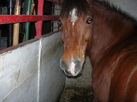 Anden særlig race Baloo  - Vil du nu ta billeder af mig igen?? billede 17