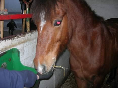 Anden særlig race Baloo  - HI HI billede 18